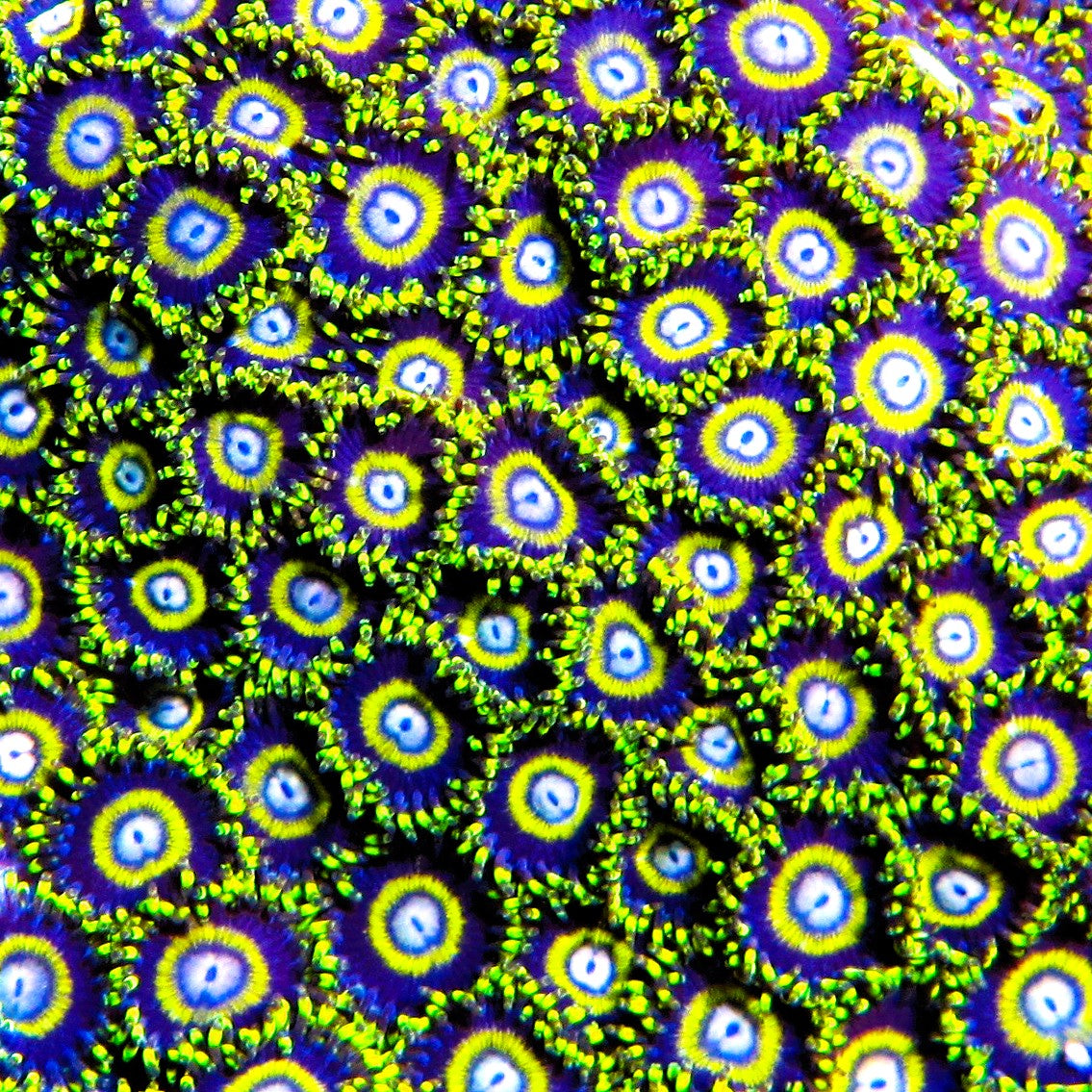 24K Zoa – Prestige Worldwide Corals