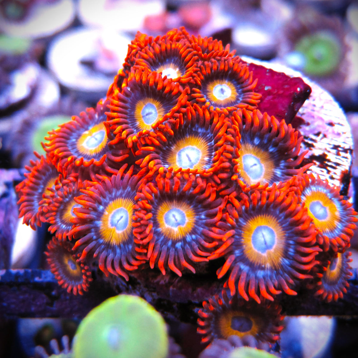 Blonde Hair Blue Eyed Zoa – Prestige Worldwide Corals