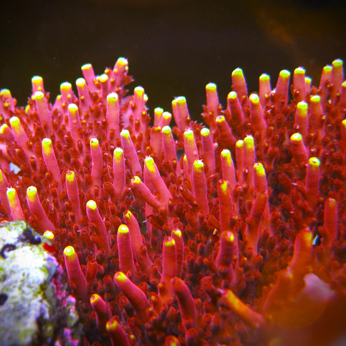 Fox Flame Acropora Coral - 800 Grown - Lg Frag main image 1