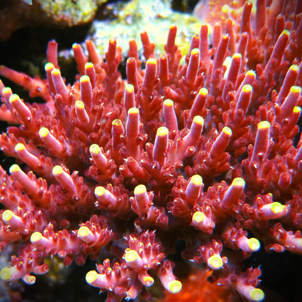 Fox Flame Acropora – Prestige Worldwide Corals