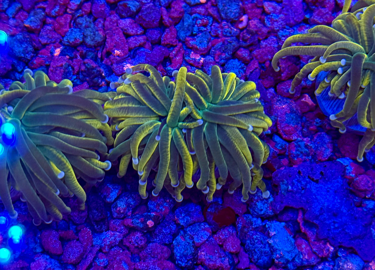 Malaysian Ultra Pink Tip Torch Coral – Prestige Worldwide Corals