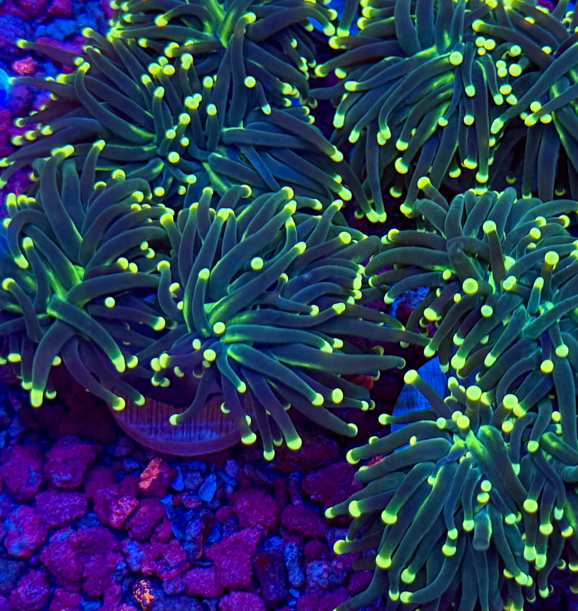 PWC Lemon Drop Torch Coral – Prestige Worldwide Corals