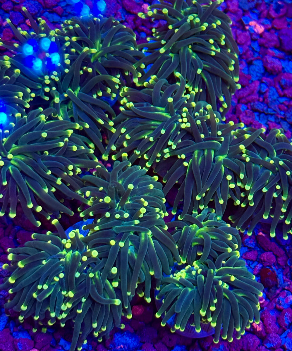 PWC Lemon Drop Torch Coral – Prestige Worldwide Corals