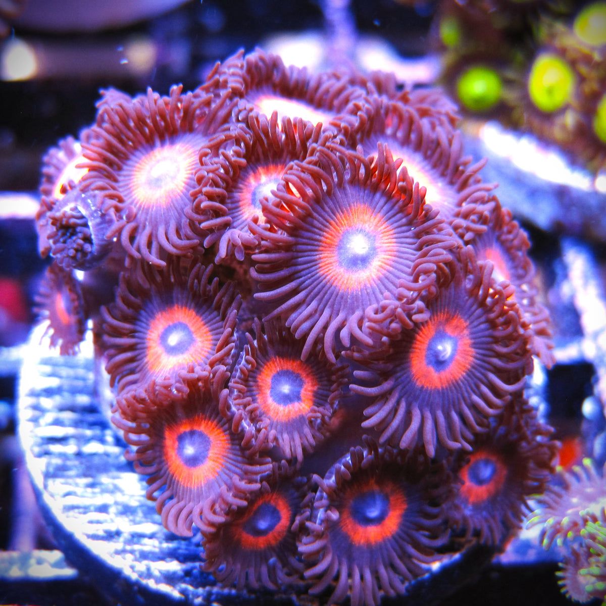 Kedd's Red Zoa – Prestige Worldwide Corals