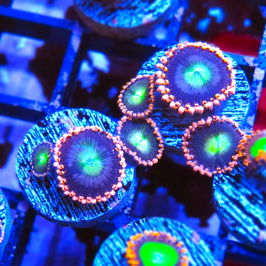 WWC Laffy Taffy Zoa Prestige Worldwide Corals