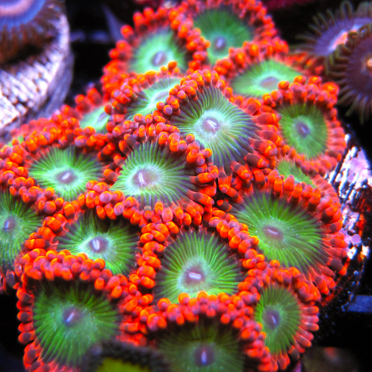 ZOA 　　　　　　　　　　　　　　　　　Z.O.A FJ6A0064copy_dd33f150-7c0a-