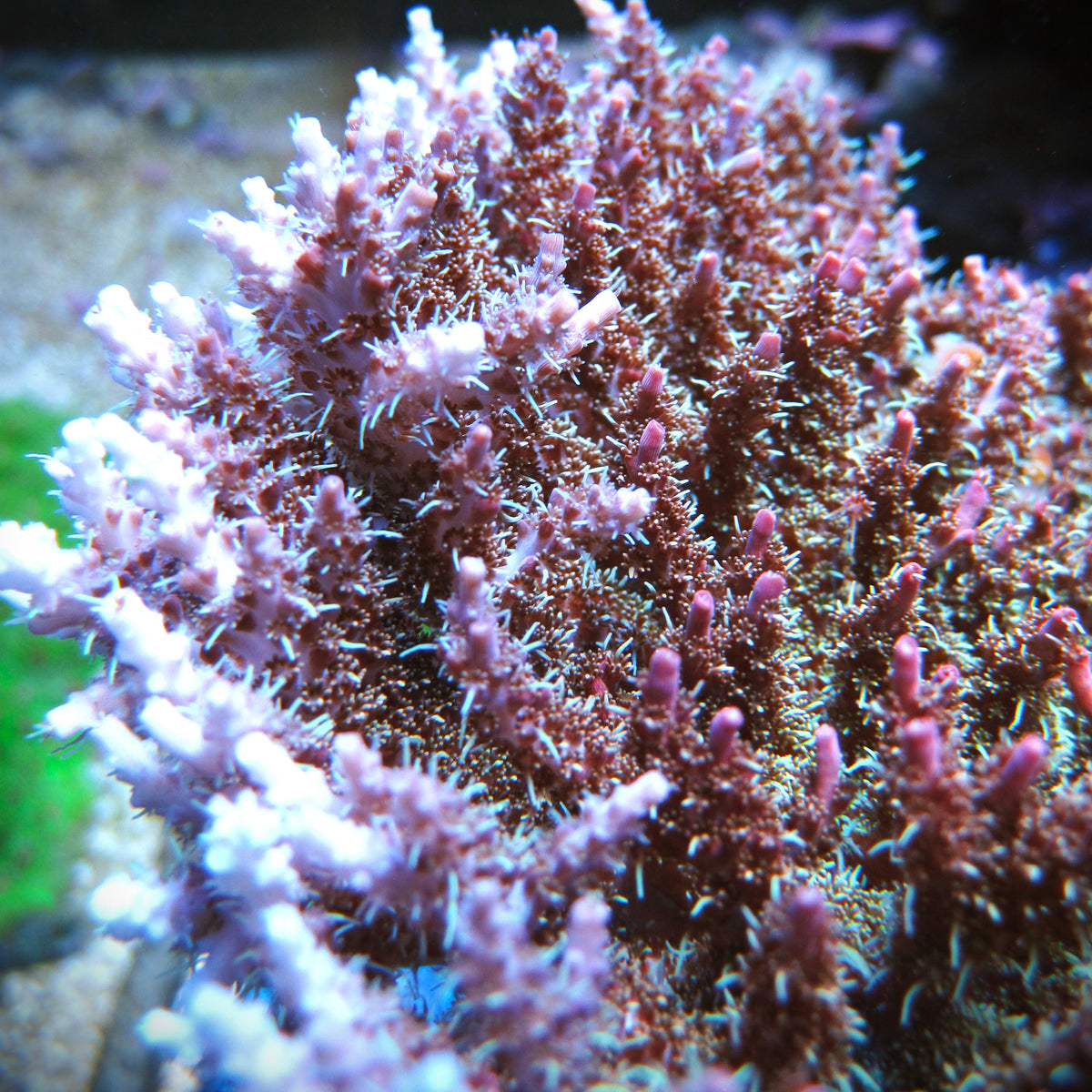 Pinky the Bear Acropora – Prestige Worldwide Corals