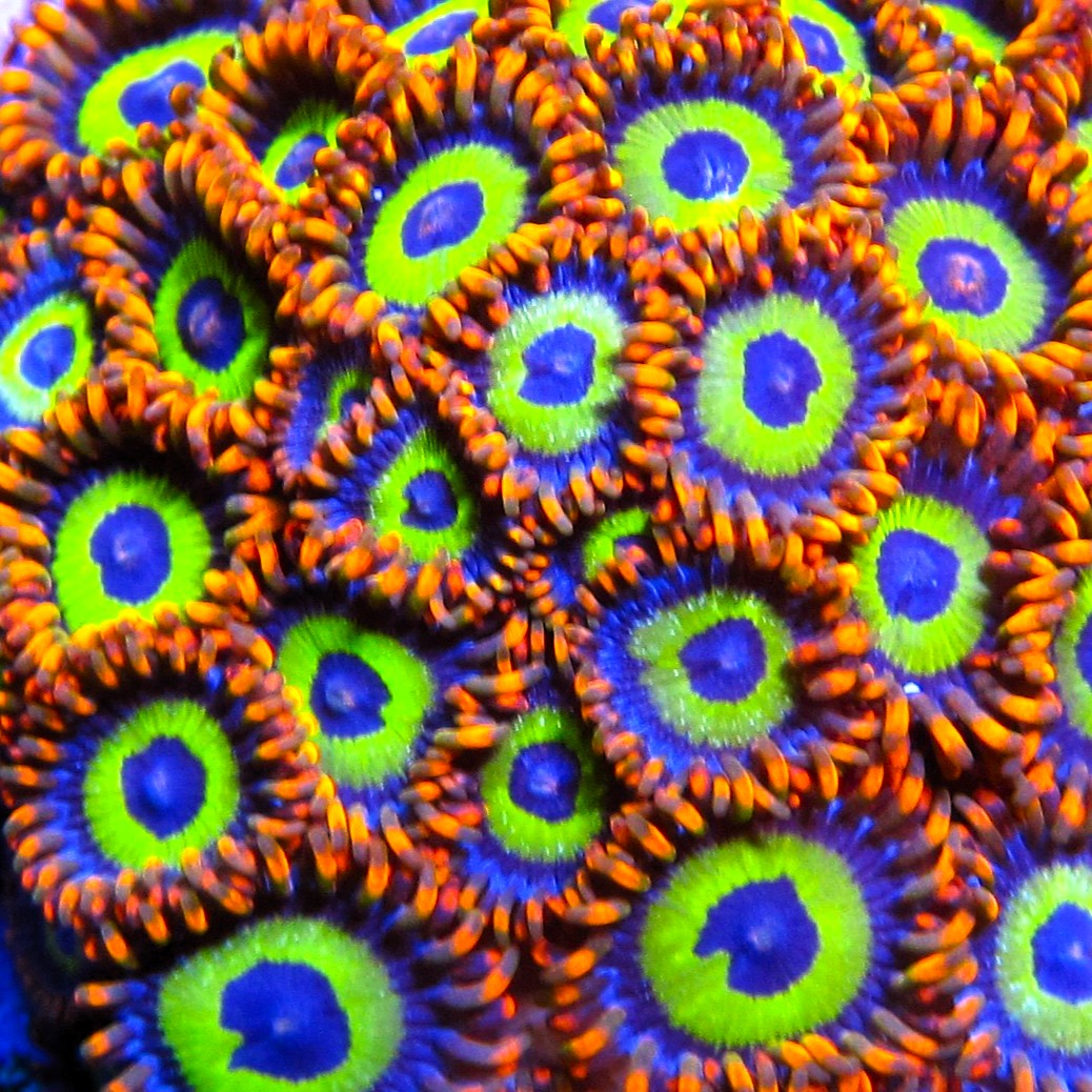 ZOA 　　　　　　　　　　　　　　　　　Z.O.A Fruit Loopz Zoanthids