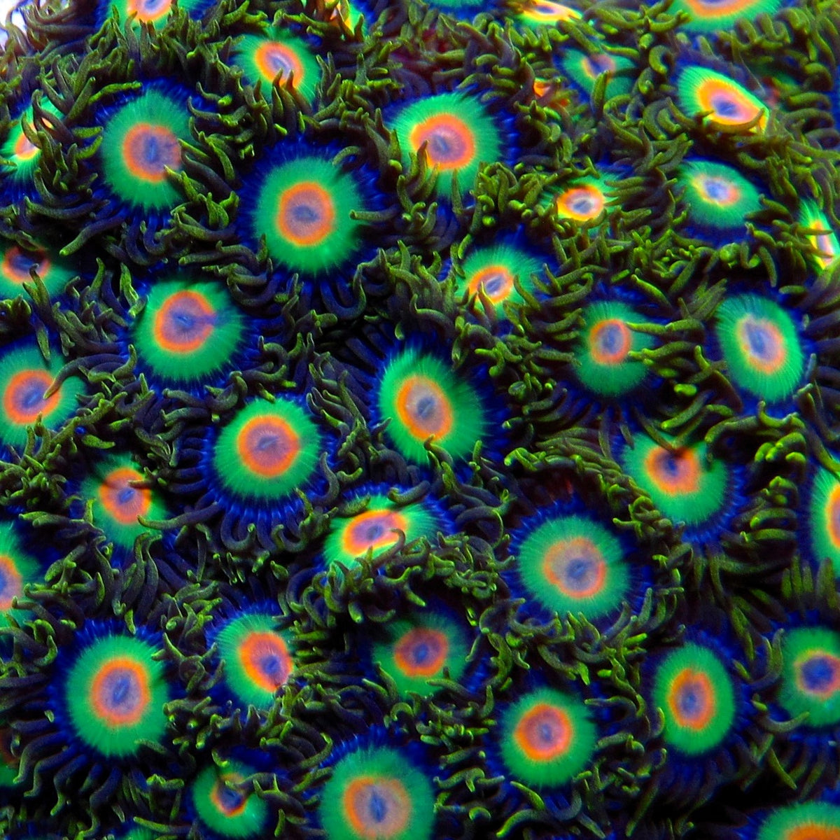 早い者勝ち！COLONISTA CONPE10 Coral WWC Bizarro Cyphastrea WYSIWYG Live encrusted corals for