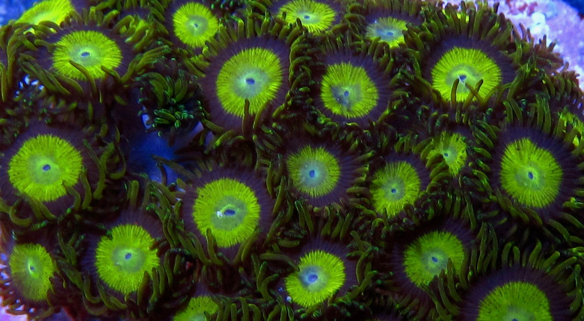 King Midas Zoa – Prestige Worldwide Corals