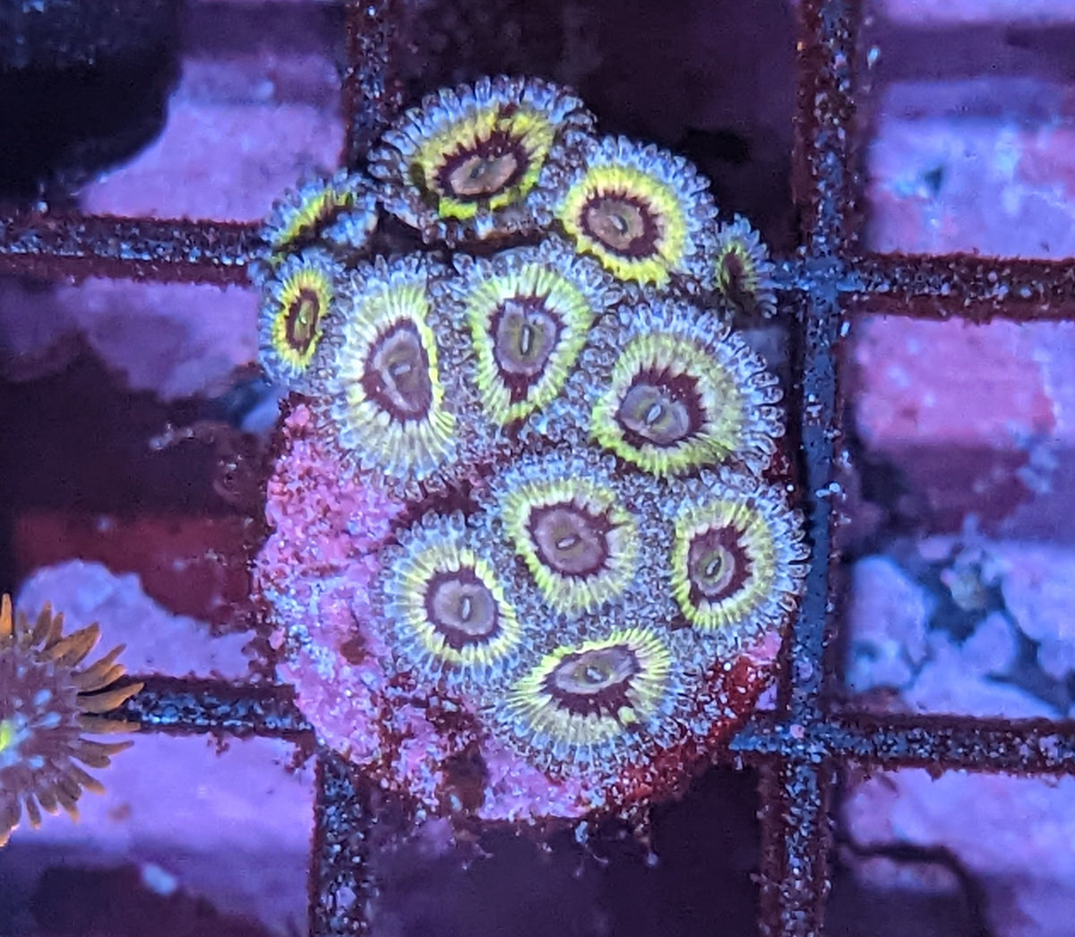 Queen Strat Zoa – Prestige Worldwide Corals