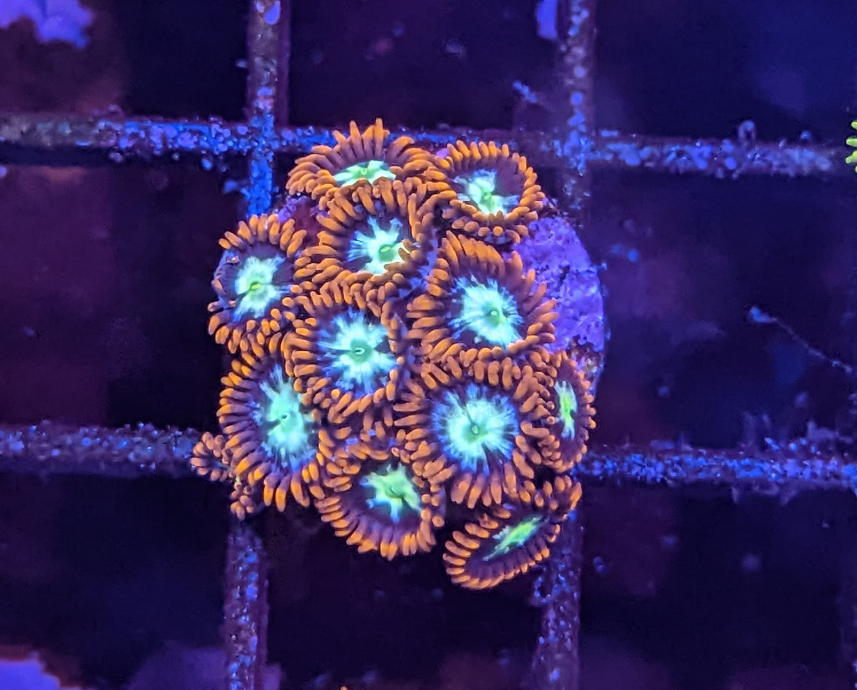 ZOA 　　　　　　　　　　　　　　　　　Z.O.A PXL_20221126_211517598_1200x12