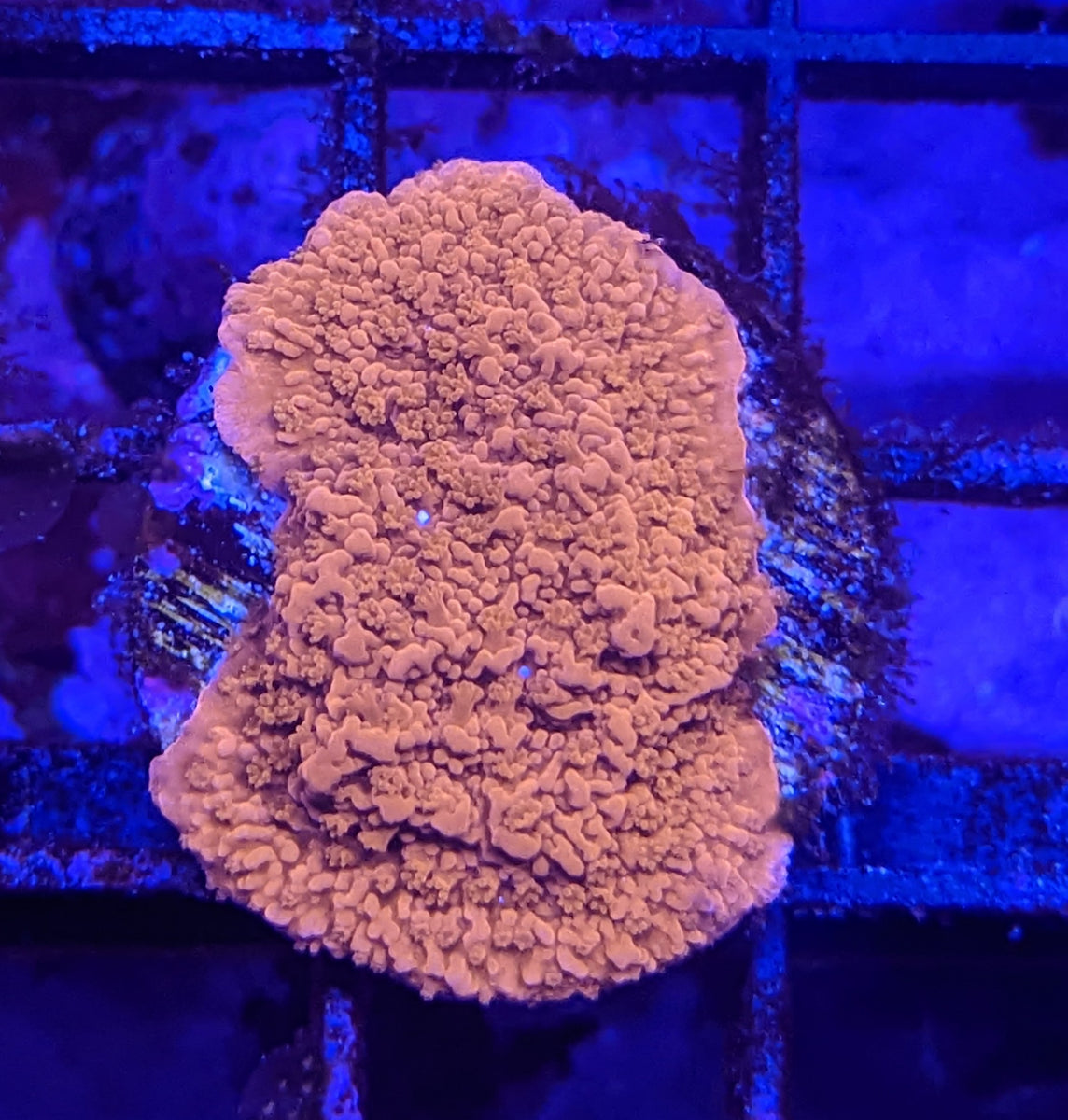 Red Montipora Capricornis – Prestige Worldwide Corals