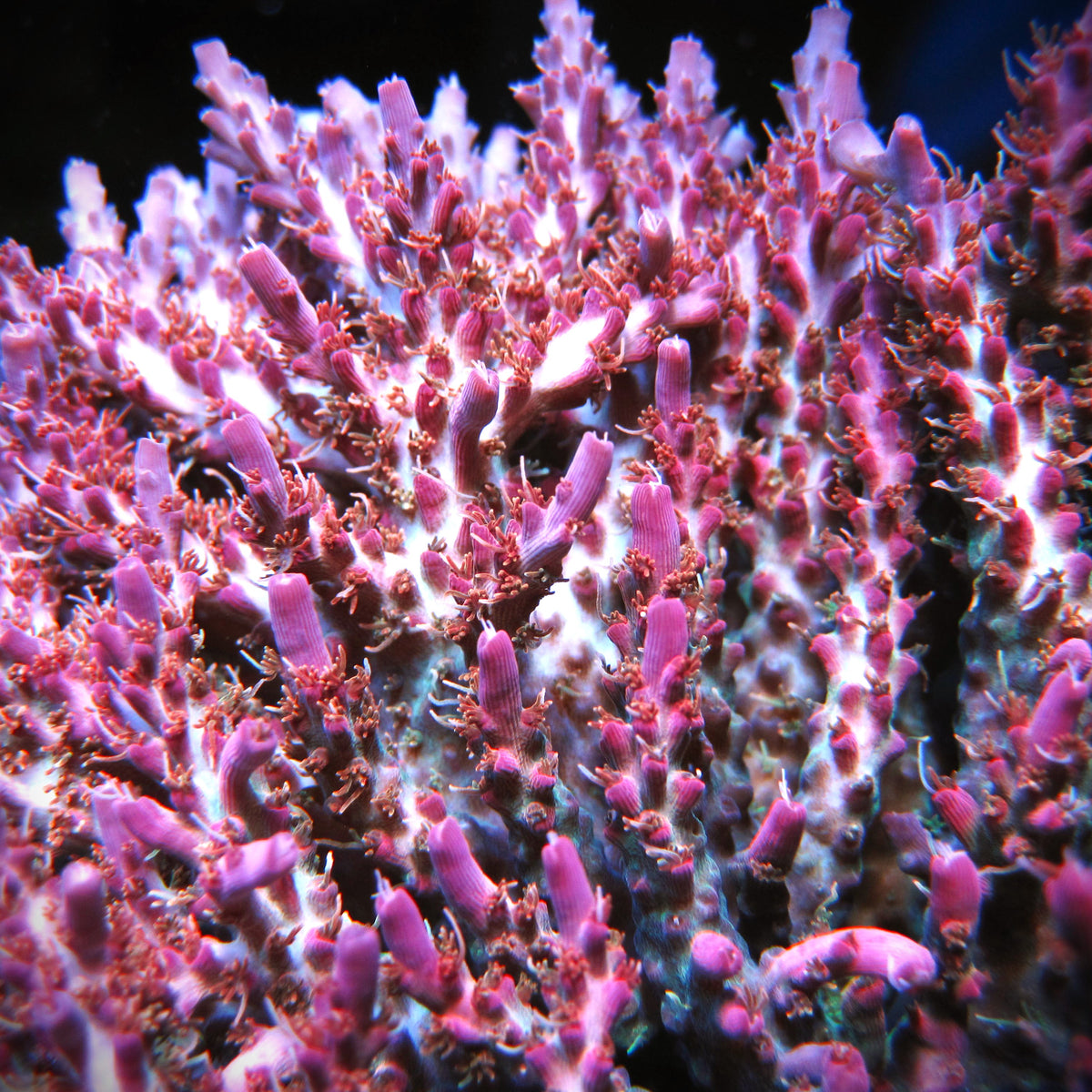 SPS Small Polyp Stony Prestige Worldwide Corals