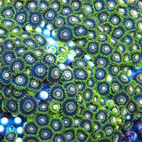 24K Zoa