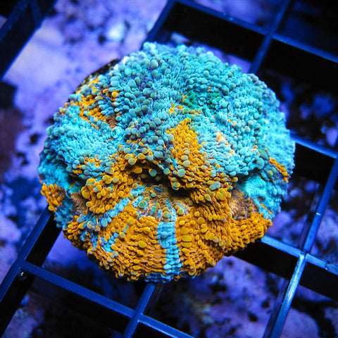 WYSIWYG Orange Dream Acan Echinata