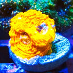 Screamin' Orange Acan Echinata