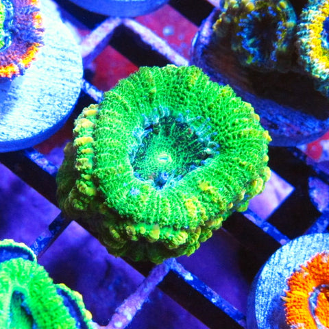 Green Acan Lord