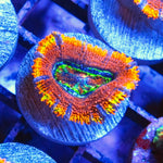 PWC Rainbow Acan Lord