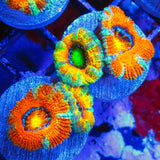 PWC Sunburst Acan Lord