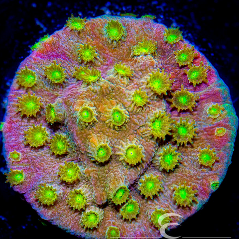 ECC Alien Eye Cyphastrea