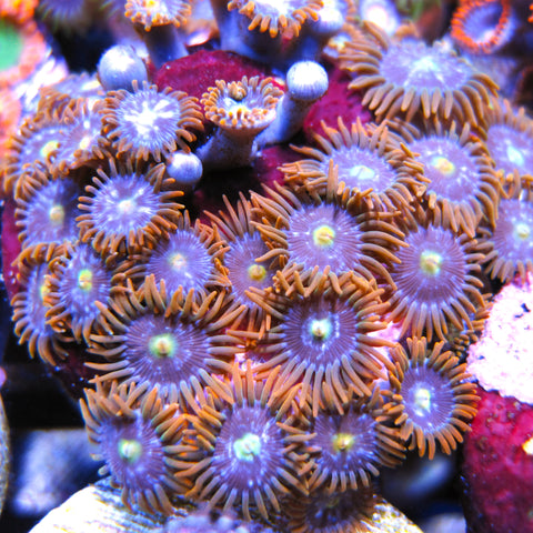 Alpha and Omega Zoa