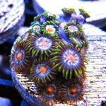 PWC Anaconda Zoa