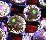 LC AntiMatter Zoa