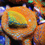 Aquaman Montipora