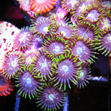 BK's Booby Traps Zoa