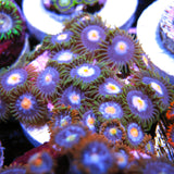 Blowpops Zoa