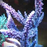 Blue Ice Stag Acropora