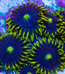 Blue Steel Zoa