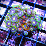 WYSIWYG Zoa Mix - Blueberry Fruit Loop Gumball