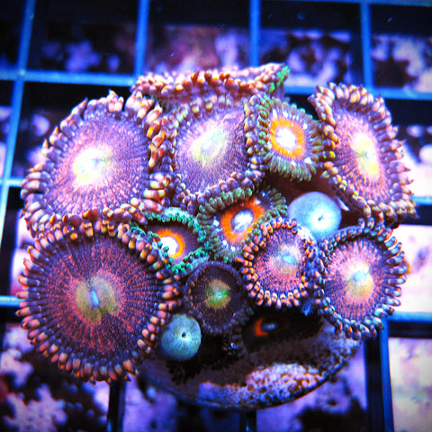 WYSIWYG Zoa Mix - Sunrise C-137 Mix