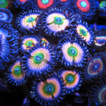 CB Rainbow Infusion Zoa