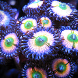 CB Rainbow Infusion Zoa