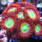 Candy Apple Red Zoa