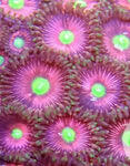 Cats Eye Zoa