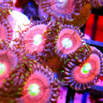 Cats Eye Zoa