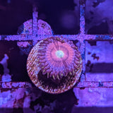 Cats Eye Zoa