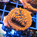 Cherry Tree Montipora