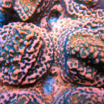 Cherry Tree Montipora