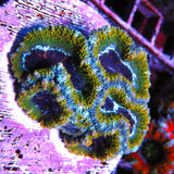 PWC Copper Acan Lord