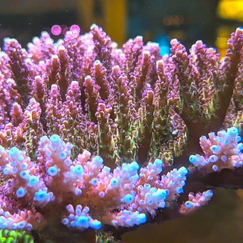 PWC Pink Cadillac Acropora