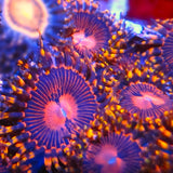 Disco Inferno Zoa