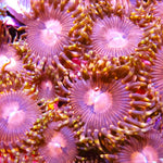 Disco Inferno Zoa