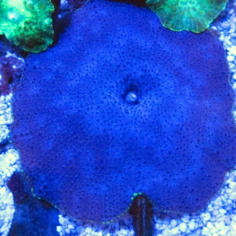 Blueberry Discosoma