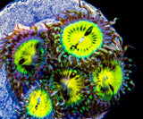 Five zoanthid polyps with bright yellow face and white mouth