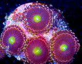 LC AntiMatter Zoa